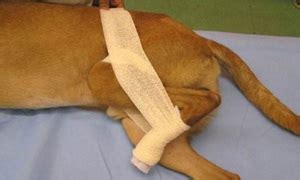 лечение на дислокация на раменната става при кучета